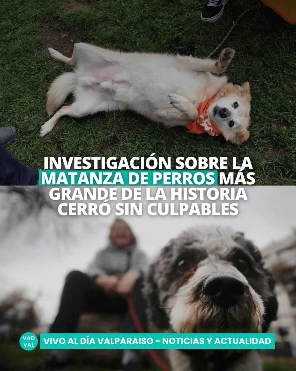 Investigación por la matanza de perros más grande de la historia de Chile cerró sin&nbsp;culpable