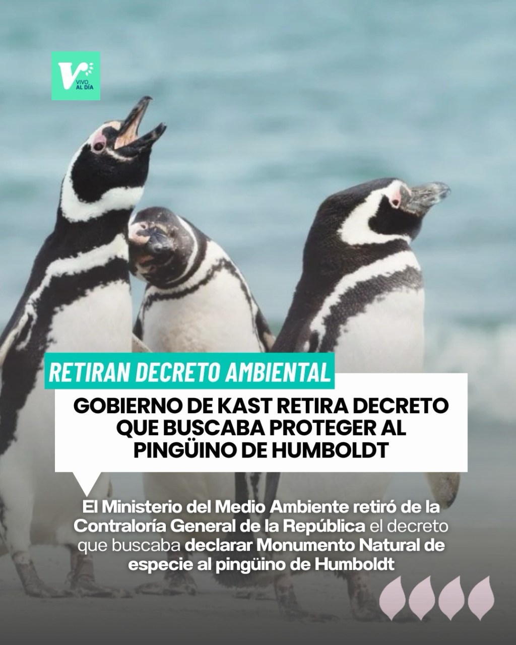 Gobierno retira decreto que buscaba proteger al pingüino de&nbsp;Humboltd