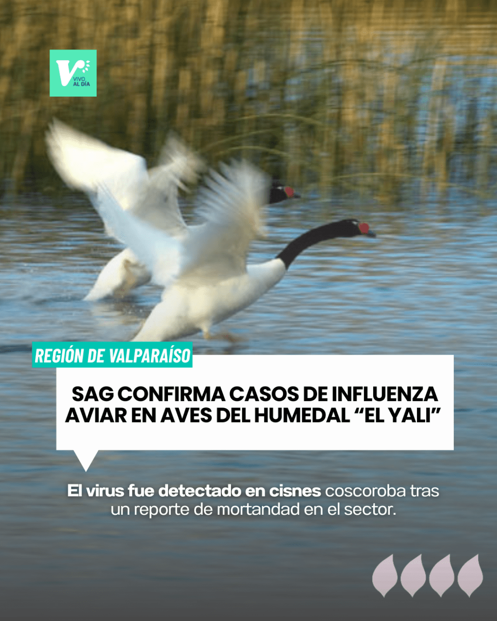 SAG confirma casos de influencia aviar en aves del humedal “El&nbsp;Yali”