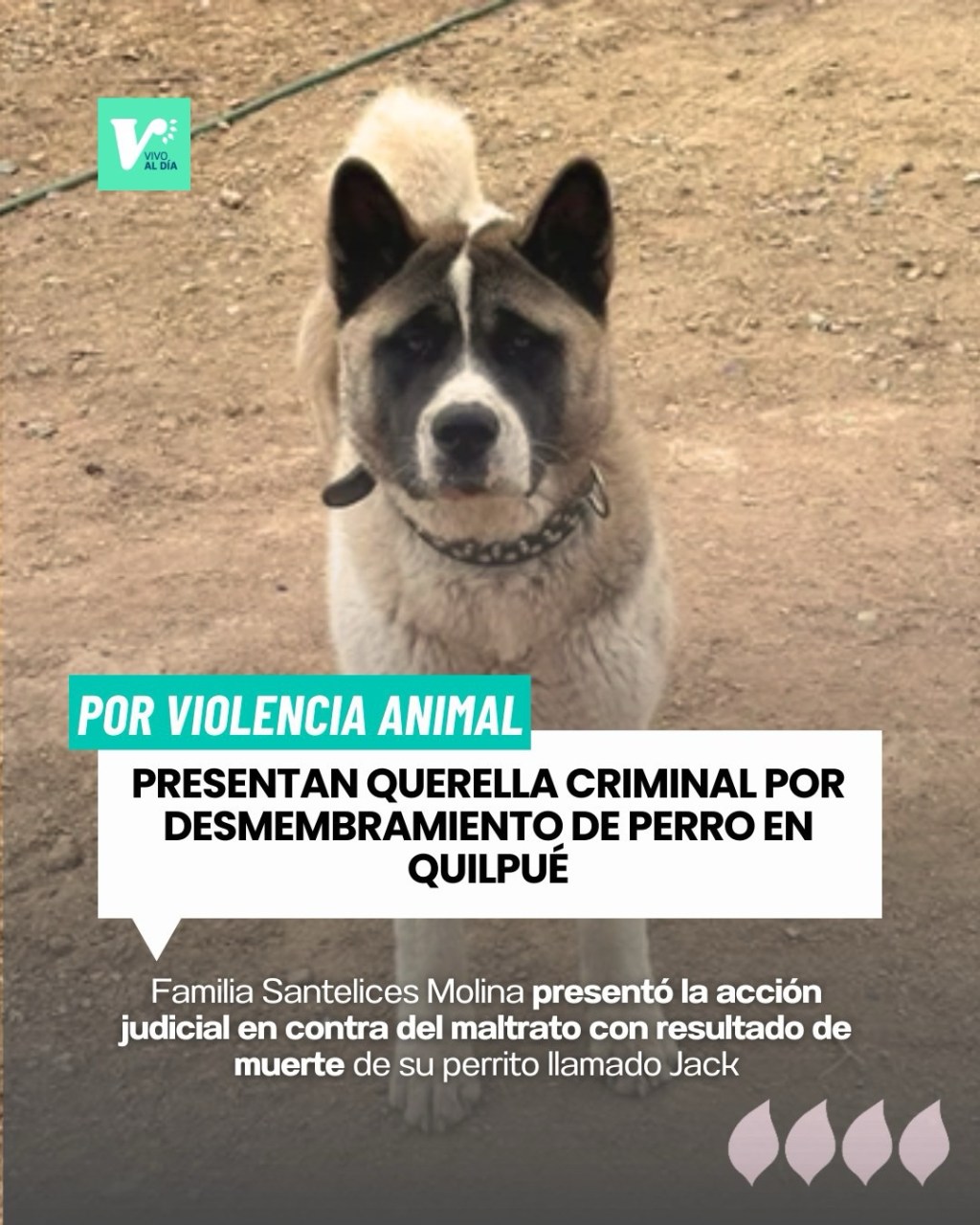 Presentan querella criminal por desmembramiento de perro en&nbsp;Quilpué